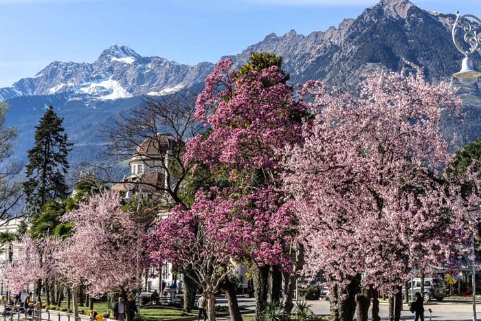 frühling in meran