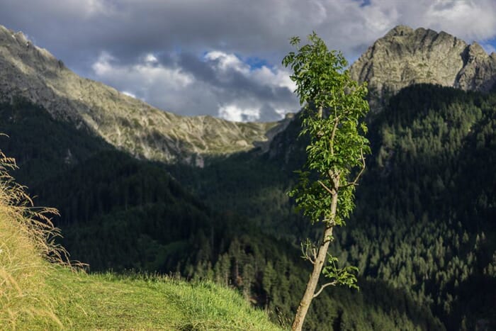 Monte Scena